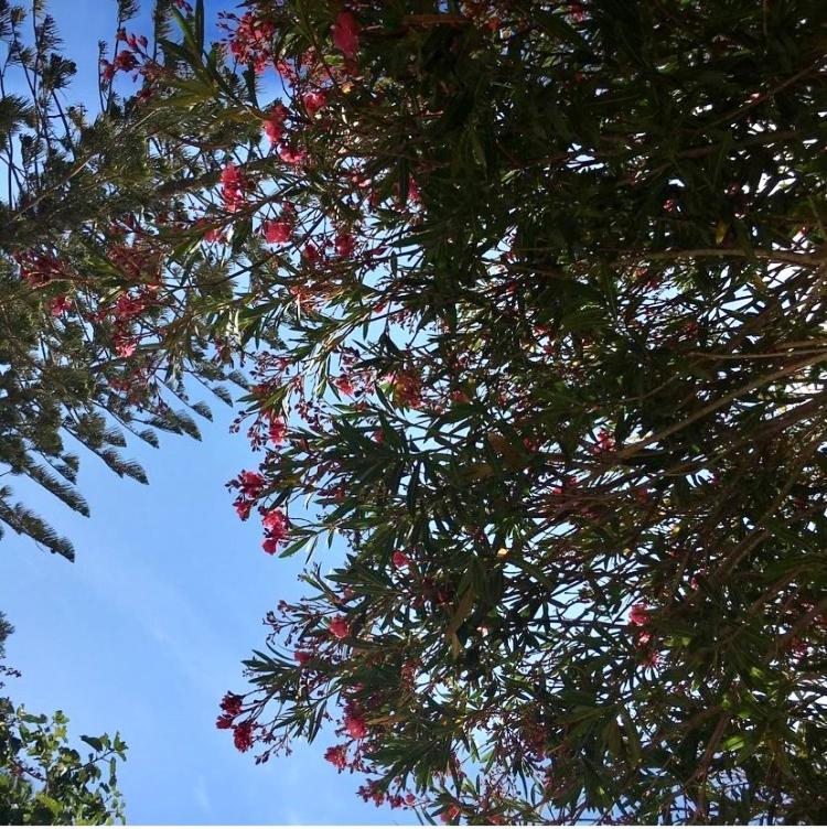 Giardino Dell'Impossibile Di Antonino Campo Apartment Favignana Bagian luar foto